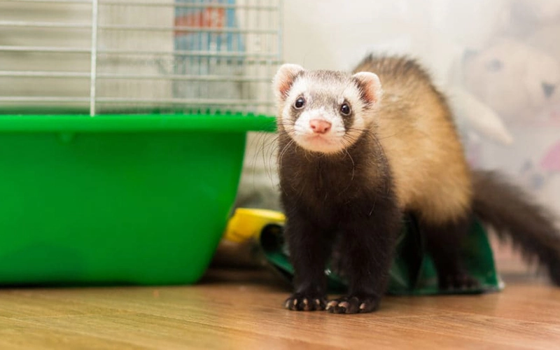 how long can ferrets go without food