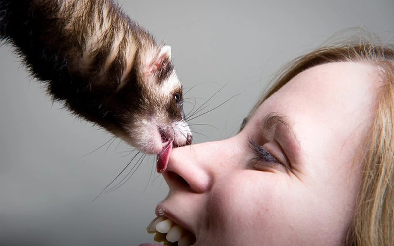 Why does your Ferret lick you by petfoodit