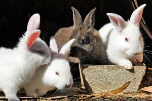 interesting facts about rabbits