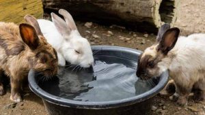 what do rabbits eat and drink
