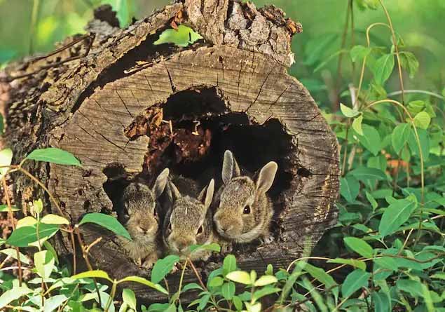 where do wild rabbits live