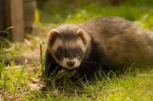 colors of ferrets by petfoodit