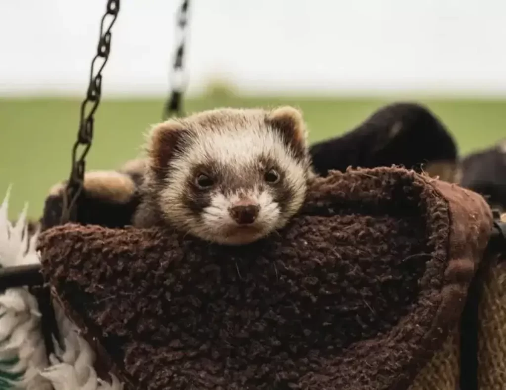 how to tell if your ferret is depressed