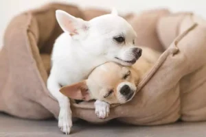 how long can chihuahuas live
